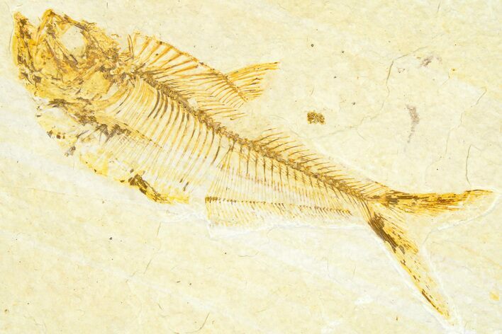 Detailed Fossil Fish (Diplomystus) - Wyoming #367561